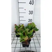 GRDplanten 6x Schoenlappersplant - Bergenia hybr. 'Abendglut' ( 'evening glow') | 9x9 cm pot