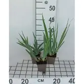 GRDplanten 6x Baardiris - Iris (germ.) 'Immortality' | 9x9 cm pot