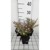 GRDplanten 6x Aster - Aster eric. 'Lovely' | 9x9 cm pot