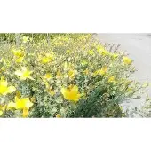GRDplanten 6x Herfsthooi - Hypericum olymp. 'Citrinum' | 9x9 cm pot