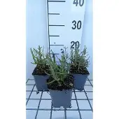 GRDplanten 6x Lavandel - Lavandula ang. 'Superbleu' | 9x9 cm pot