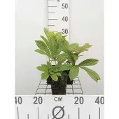 GRDplanten 6x Kijkblad - Rodgersia pinnata | 9x9 cm pot
