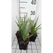 GRDplanten 6x Kruisdistel - Eryngium yuccifolium | 9x9 cm pot