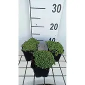 GRDplanten 6x Sedum hispanicum ( 'Glaucum')