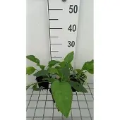 GRDplanten 6x Smeerwortel - Symphytum grandifl. 'Hidcote Blue' | 9x9 cm pot
