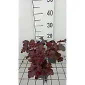 GRDplanten 6x Purperklokje - Heuchera hybr. 'Red Sea' | 9x9 cm pot