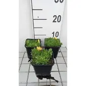 GRDplanten 6x Middagbloempje - Delosperma congestum | 9x9 cm pot