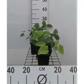 GRDplanten 6x Elfenbloem - Epimedium perralchicum 'Frohnleiten' | 9x9 cm pot