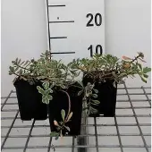 GRDplanten 6x Sedum spur. 'Variegatum'