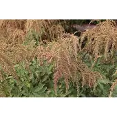 GRDplanten 6x Pluimspirea - Astilbe (t) 'Straussenfeder' | 9x9 cm pot
