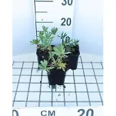GRDplanten 6x Lupine - Lupinus hybr. 'Gallery Yellow' | 9x9 cm pot