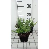 GRDplanten 6x Vlambloem - Phlox (s) 'G.f. Wilson' | 9x9 cm pot