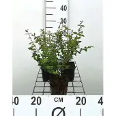 GRDplanten 12x Sneeuwbes - Symphoricarpos chen. 'Hancock' | 9x9 cm pot