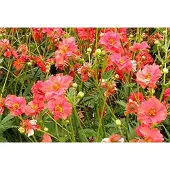 GRDplanten 6x Nagelkruid - Geum chil. 'Mrs. Bradshaw' ('feuerball') | 9x9 cm pot