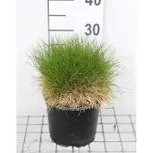 GRDplanten 6x Zwenkgras - Festuca gaut. 'Pic Carlit' | 3 liter pot
