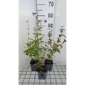 GRDplanten 6x Struiksalie - Salvia patens 'Royal Blue' | 9x9 cm pot
