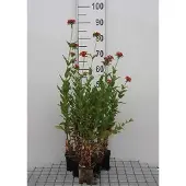 GRDplanten 6x Koekoeksbloem - Lychnis chalcedonica | 9x9 cm pot