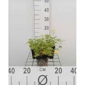 GRDplanten 6x Ganzerik - Potentilla aurea | 9x9 cm pot