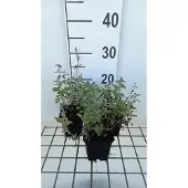 GRDplanten 6x Kattekruid - Nepeta racemosa 'Superba' | 9x9 cm pot