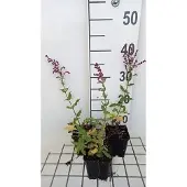 GRDplanten 6x Struiksalie - Salvia nem. 'Schwellenburg' | 9x9 cm pot
