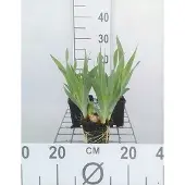 GRDplanten 6x Dwergbaardiris - Iris (pum.) 'Blue denim' | 9x9 cm pot