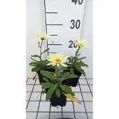 GRDplanten 6x Margriet - Leucanthemum (s) 'Banana Cream' | 9x9 cm pot