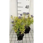 GRDplanten 6x Korenbloem - Caryopteris cland; 'Gold Crest' | 9x9 cm pot