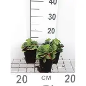 GRDplanten 6x Steenbreek - Saxifraga urbium | 9x9 cm pot
