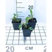 GRDplanten 6x Zonnehoed - Echinacea purp. Rubinstern' | 9x9 cm pot