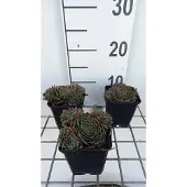 GRDplanten 6x Huislook - Sempervivum hybr. 'Feldmaier' | 9x9 cm pot