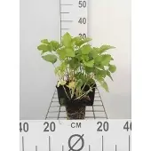 GRDplanten 6x Ezelsoor - Stachys grandiflora 'Superba' | 9x9 cm pot