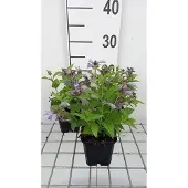 GRDplanten 6x Kattekruid - Nepeta subs. 'Washfield' | 9x9 cm pot