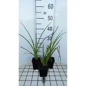 GRDplanten 6x Vuurpijl - Kniphofia hybr. 'Wrexham Buttercup' | 9x9 cm pot