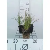 GRDplanten 6x Vuurpijl - Kniphofia hybr. 'Little Maid' | 9x9 cm pot