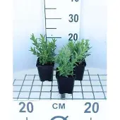 GRDplanten 6x Kattenstaart - Lythrum salicaria | 9x9 cm pot