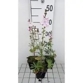 GRDplanten 6x Sidalcea - Sidalcea hybr. 'Elsie Heugh' | 9x9 cm pot