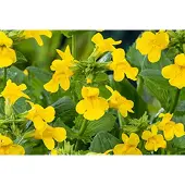 GRDplanten 6x Gele maskerbloem - Mimulus luteus | 9x9 cm pot