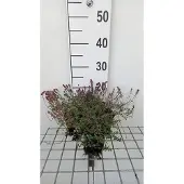 GRDplanten 6x Kruiptijm - Thymus pul. 'Foxley' | 9x9 cm pot