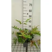GRDplanten 6x Reuzen Bosvaren - Dryopteris goldiana | 9x9 cm pot