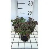 GRDplanten 6x Origanum - Origanum laev. 'Herrenhausen' | 9x9 cm pot