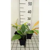 GRDplanten 6x Funkia - Hosta hybr. 'Krossa Regal' | 9x9 cm pot