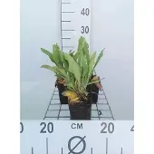 GRDplanten 6x Limonium - Limonium latifolium | 9x9 cm pot