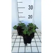 GRDplanten 6x Ooievaarsbek - Geranium hybr. 'Sweet Heidy' | 9x9 cm pot