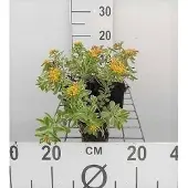 GRDplanten 6x Sedum kamt. 'Variegatum'