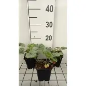 GRDplanten 6x Schuimklokje - Heucherella hybr. 'Pink Fizz' | 9x9 cm pot