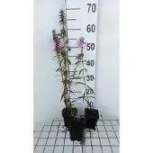 GRDplanten 6x Vlambloem - Phlox (m) 'Rosalinde' | 9x9 cm pot