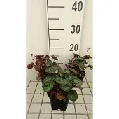 GRDplanten 6x Alpenviooltje - Cyclamen coum | 9x9 cm pot