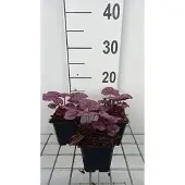GRDplanten 6x Purperklokje - Heuchera hybr. 'Wild Rose' | 9x9 cm pot