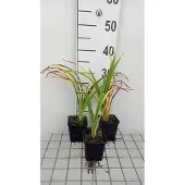 GRDplanten 6x Daglelie - Hemerocallis hybr. 'Painted Trillium' | 9x9 cm pot