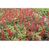 GRDplanten 6x Astilbe - Astilbe (a) 'Spinell' | 9x9 cm pot
